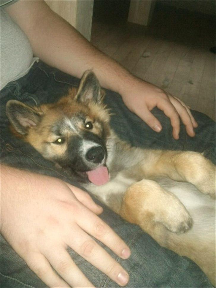 Islandsk fårehund Tuja - Far er den bedste :D billede 2