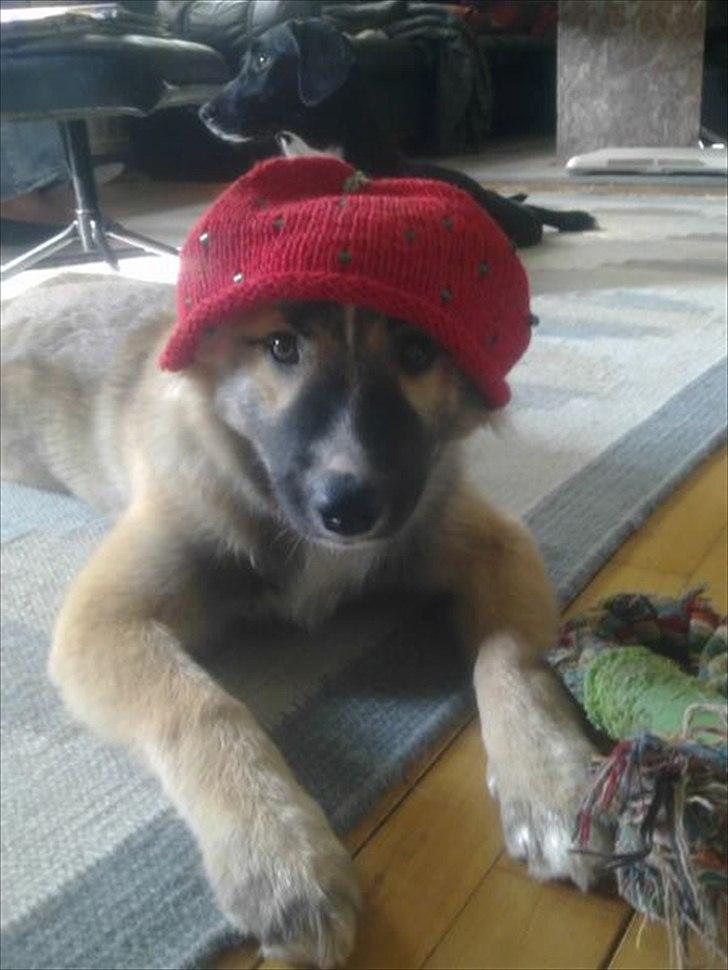 Islandsk fårehund Tuja - Mener du den hue seriøst far? billede 3