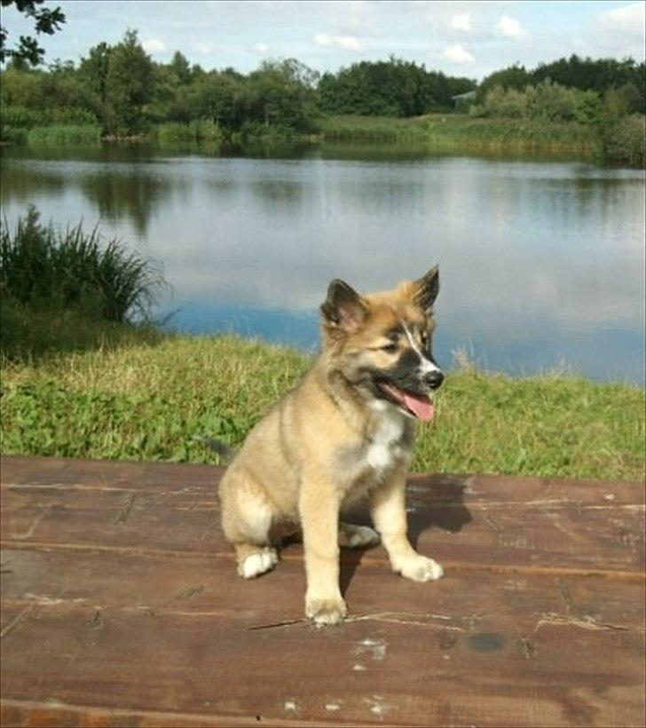 Islandsk fårehund Tuja - Baby Tuja i moserne billede 4