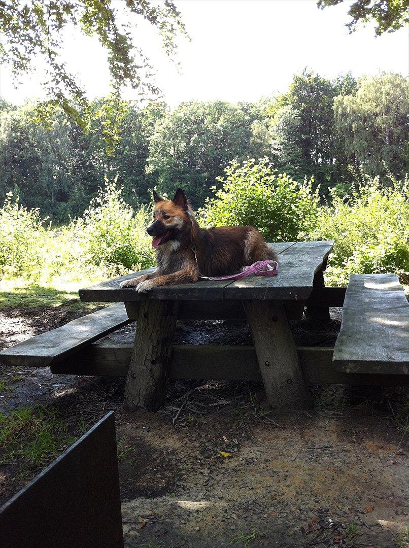 Islandsk fårehund Tuja - Skov + vand = MEGET lykkelig hund! ;) billede 5