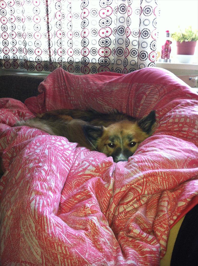 Islandsk fårehund Tuja - Kedlig søndag med regn billede 6