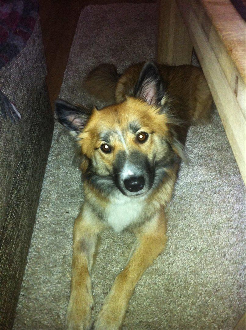 Islandsk fårehund Tuja - Hørte jeg ordet "tyggepind"? :D billede 7