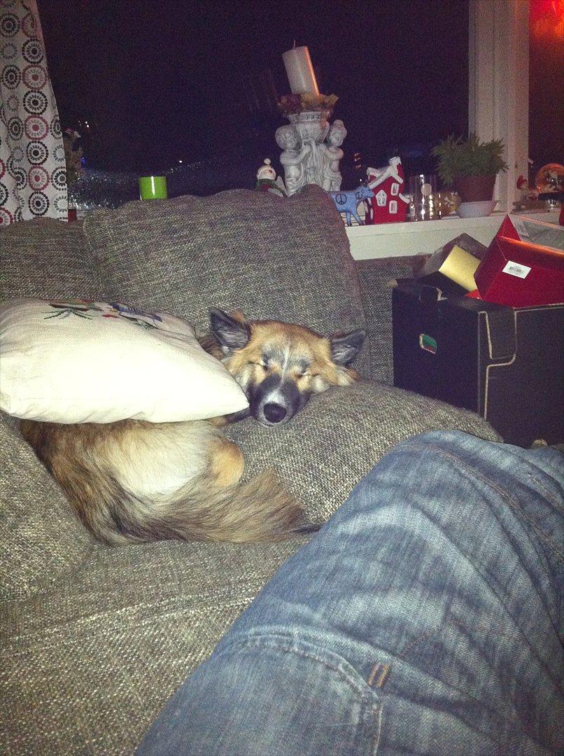 Islandsk fårehund Tuja - En lille lur... billede 8