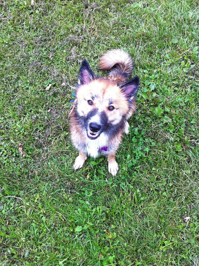 Islandsk fårehund Tuja - Se hvor våd jeg er... billede 9