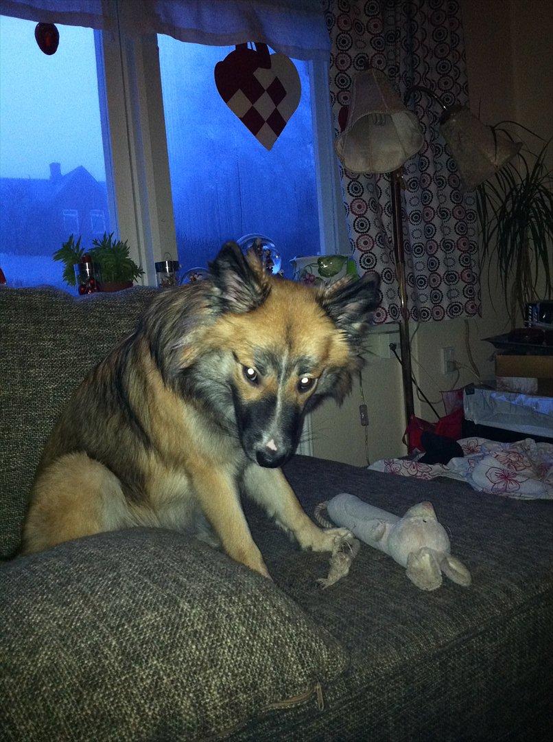 Islandsk fårehund Tuja - Sjakal vs. Kanin  billede 10