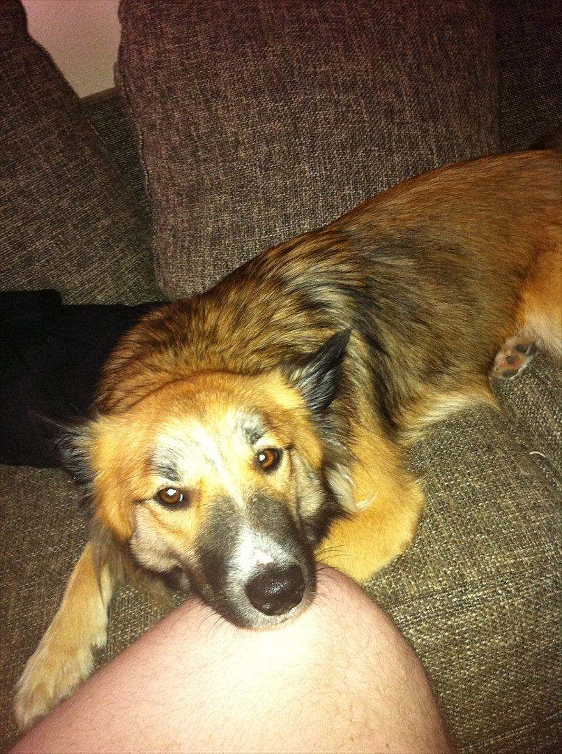 Islandsk fårehund Tuja - Keder mig... billede 11