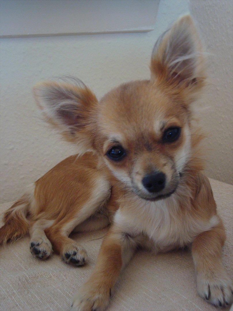 Chihuahua Adam billede 1
