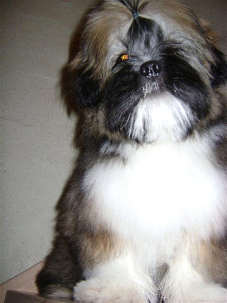 Lhasa apso ludvig billede 1