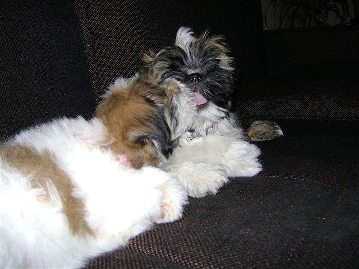 Lhasa apso ludvig billede 2