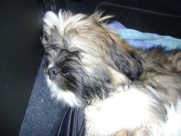 Lhasa apso ludvig - efter en laaang gå tur, er en lur på sin plads billede 4