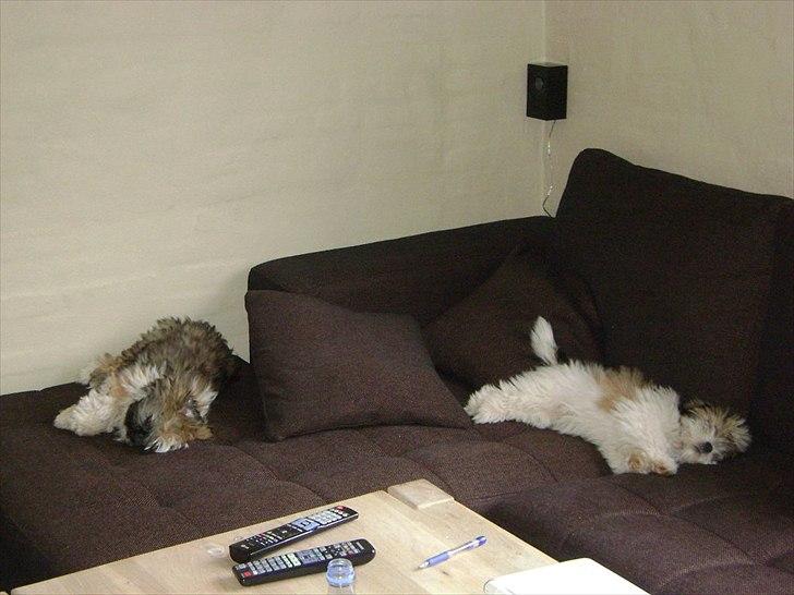 Lhasa apso ludvig billede 5