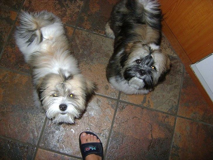 Lhasa apso ludvig billede 7