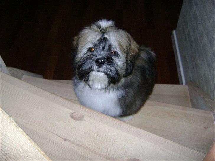 Lhasa apso ludvig billede 9