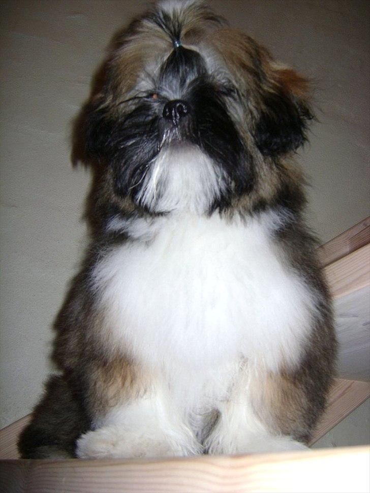 Lhasa apso ludvig billede 10