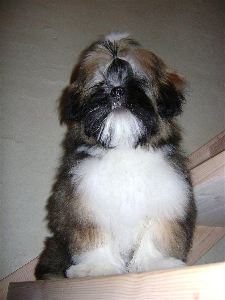 Lhasa apso ludvig billede 11