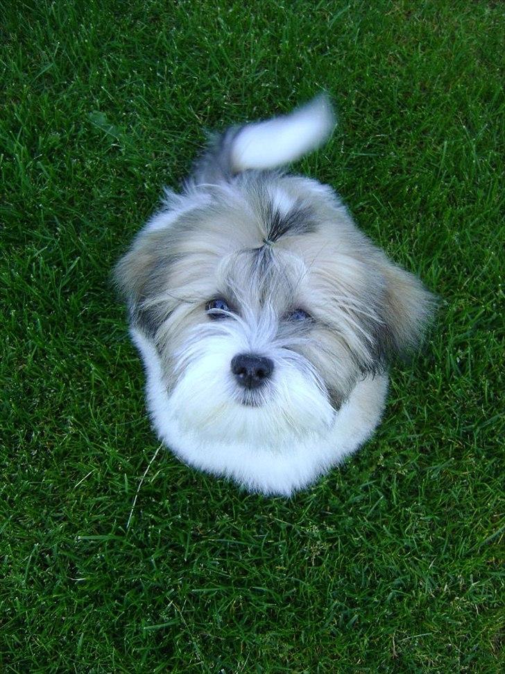 Lhasa apso zmilla billede 1