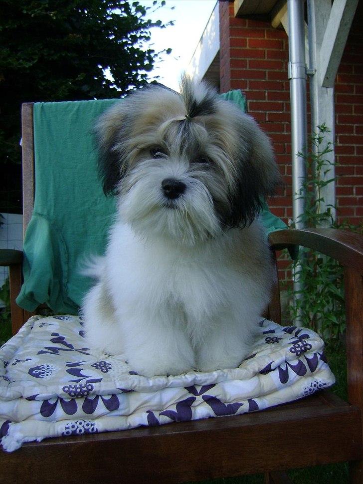 Lhasa apso zmilla billede 2