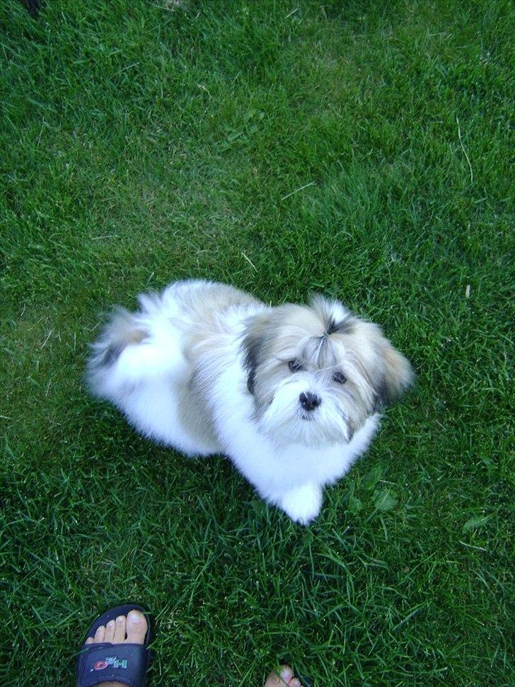 Lhasa apso zmilla billede 3