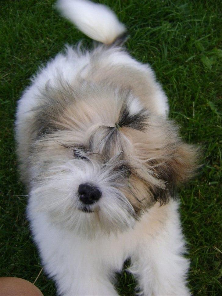 Lhasa apso zmilla billede 4