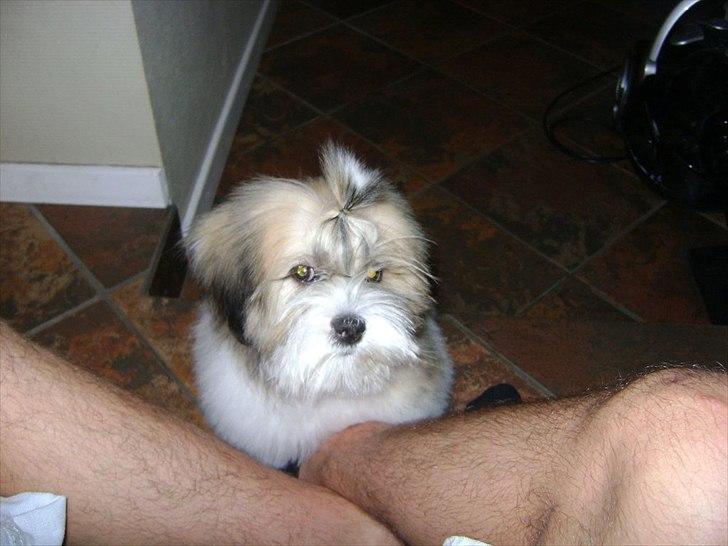 Lhasa apso zmilla billede 5