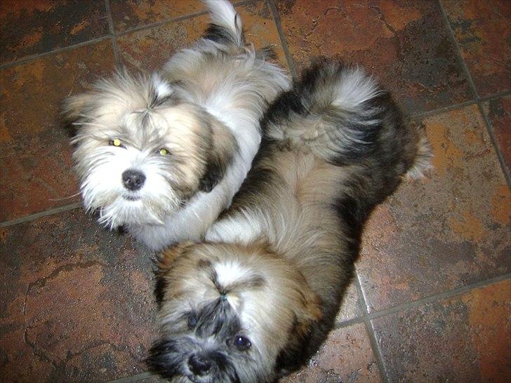 Lhasa apso zmilla billede 6