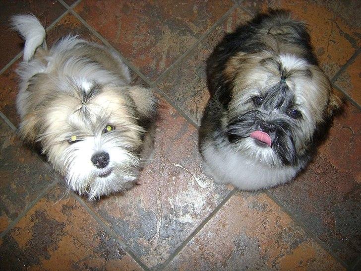 Lhasa apso zmilla billede 7