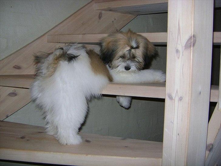 Lhasa apso zmilla billede 8