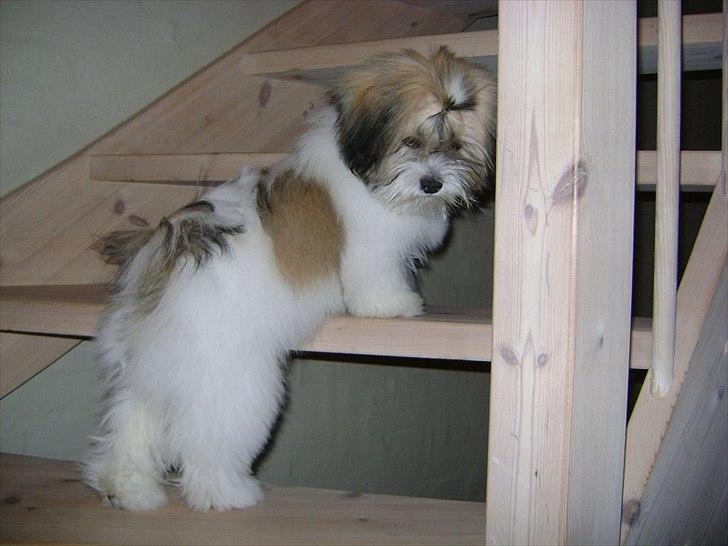 Lhasa apso zmilla billede 9