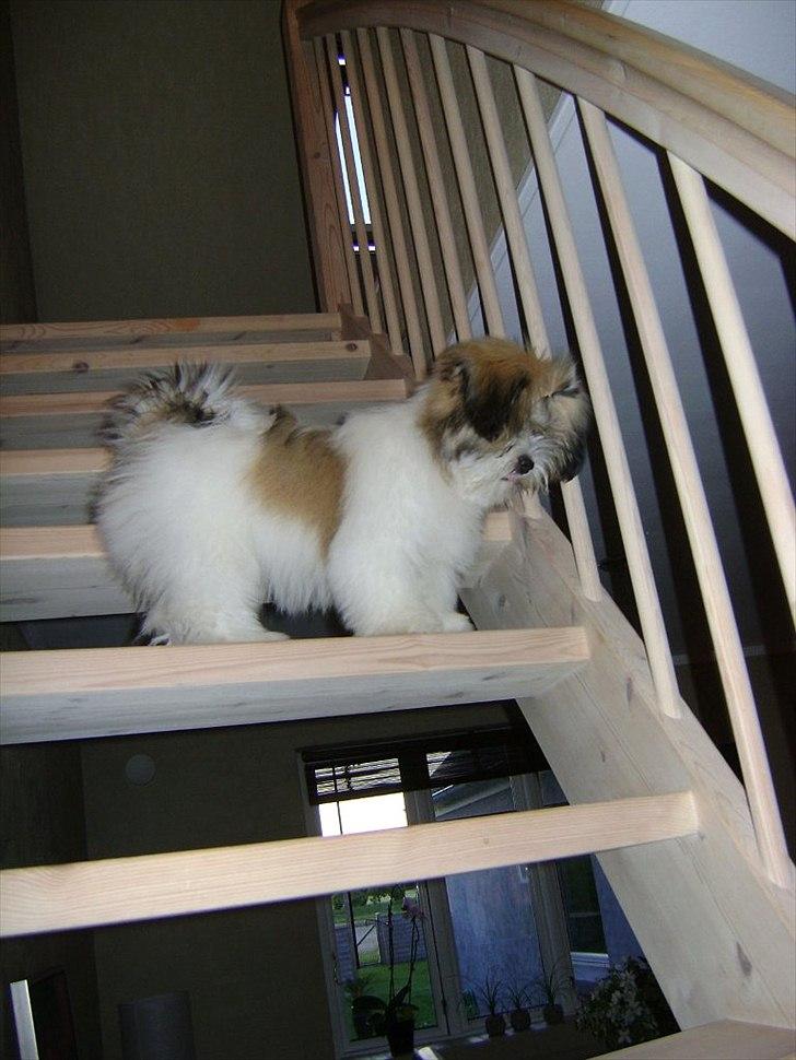 Lhasa apso zmilla billede 10