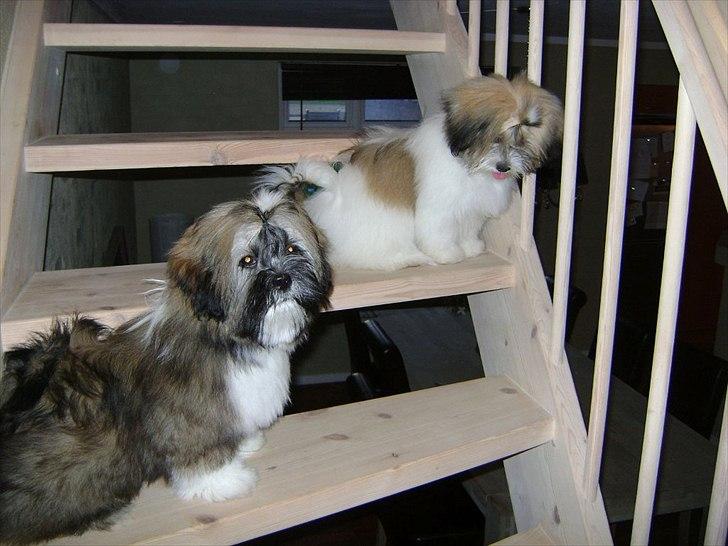 Lhasa apso zmilla billede 11