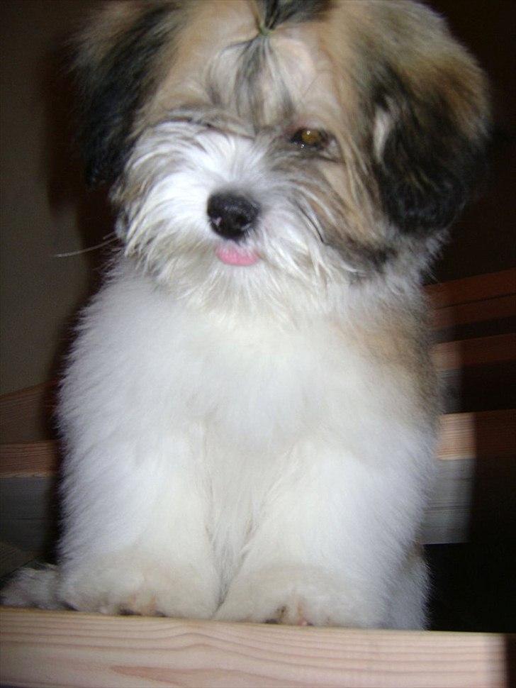 Lhasa apso zmilla billede 12