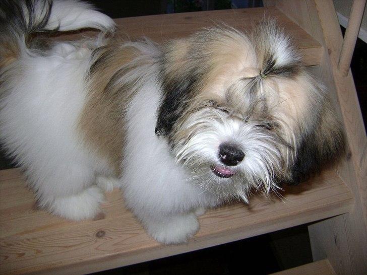 Lhasa apso zmilla billede 13