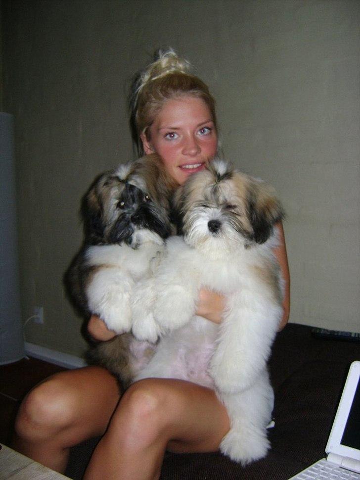 Lhasa apso zmilla billede 14