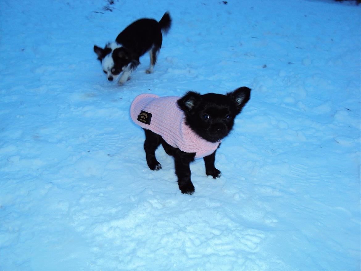 Chihuahua Diva - Divas første gåtur i snevejr og med trøje på :-)  billede 8