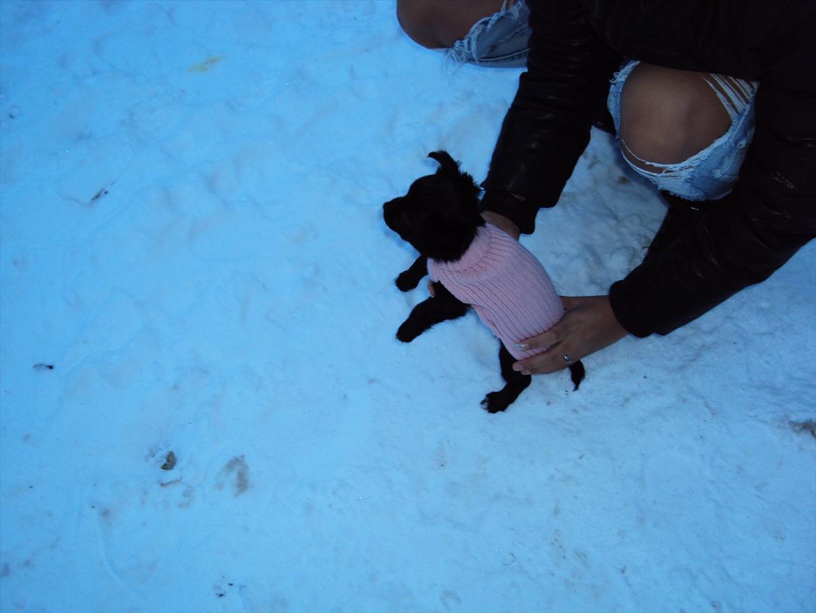 Chihuahua Diva billede 9