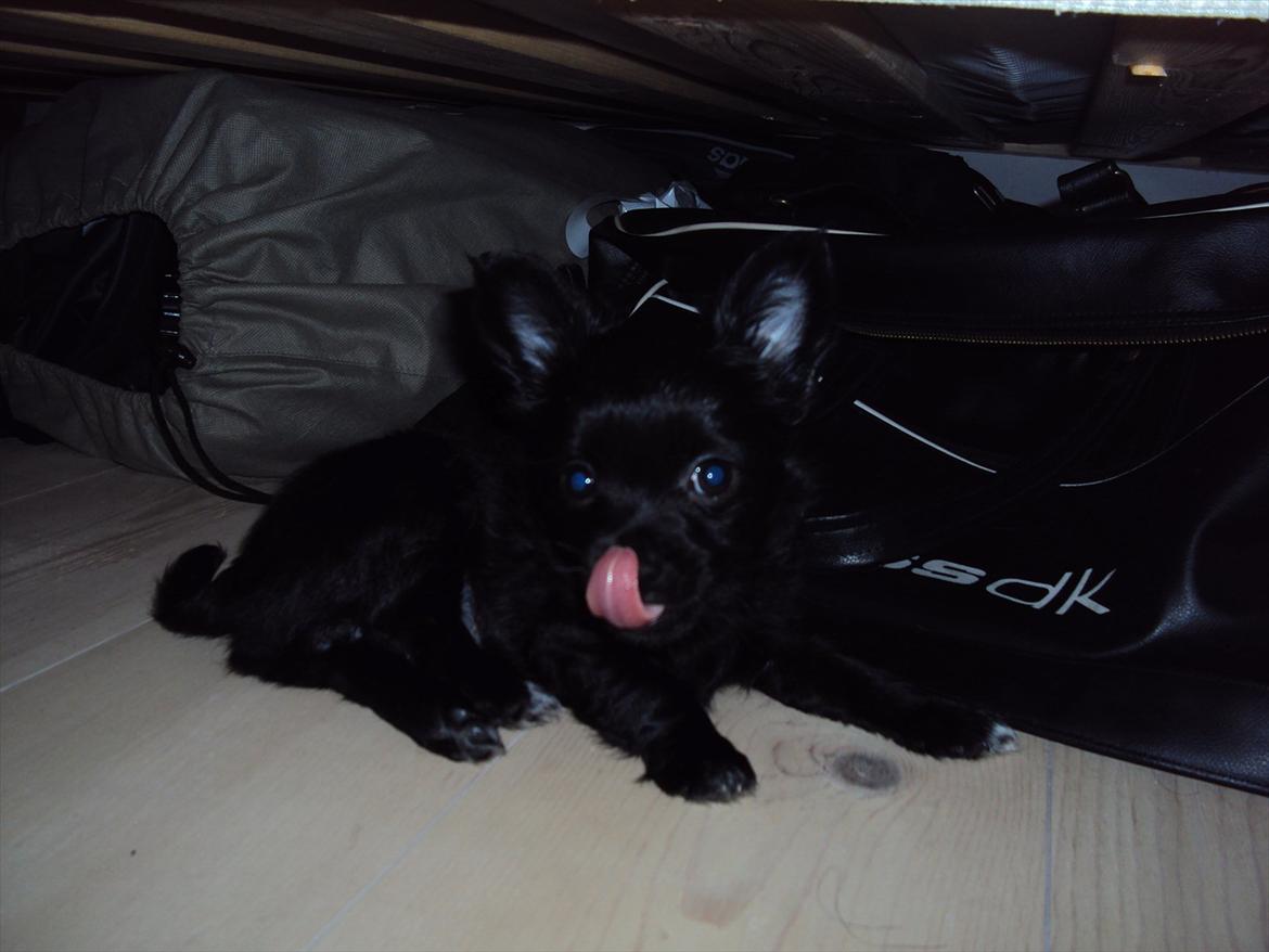 Chihuahua Diva billede 10