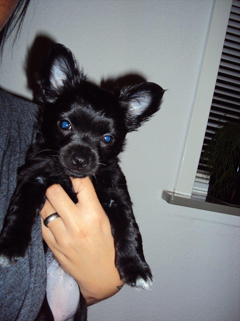 Chihuahua Diva billede 7