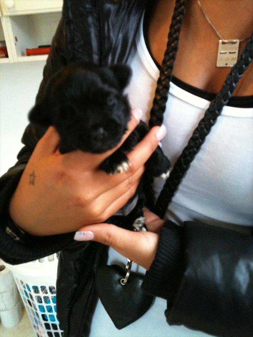 Chihuahua Diva billede 4