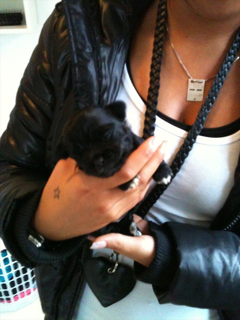 Chihuahua Diva billede 5