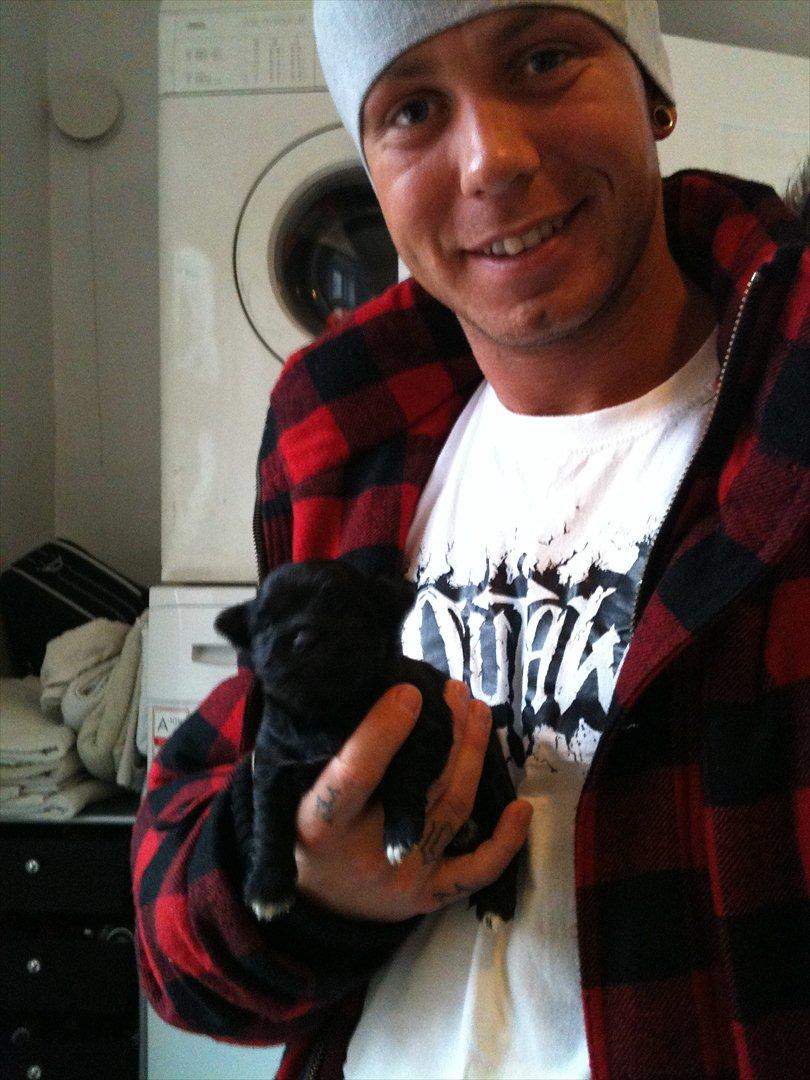 Chihuahua Diva billede 3