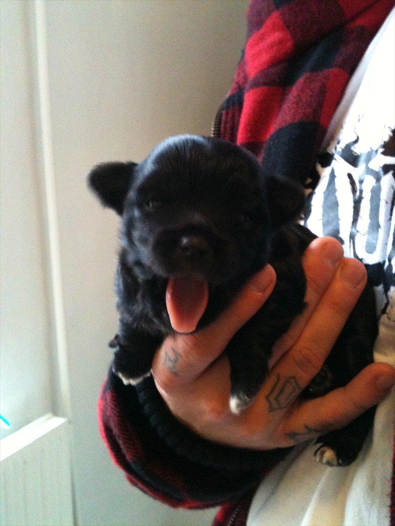 Chihuahua Diva billede 2