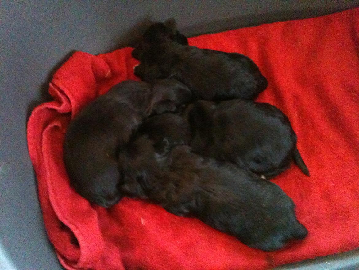 Chihuahua Diva - Her er diva med hendes søskende.  billede 6