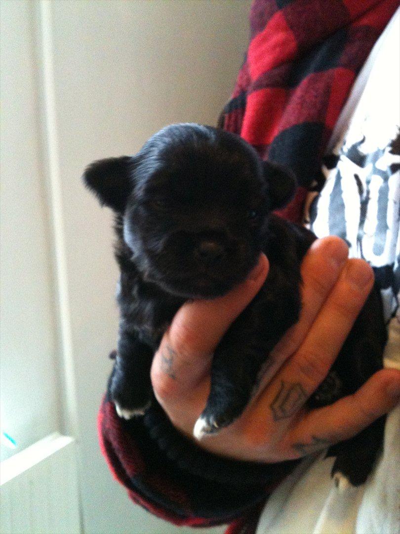 Chihuahua Diva billede 1