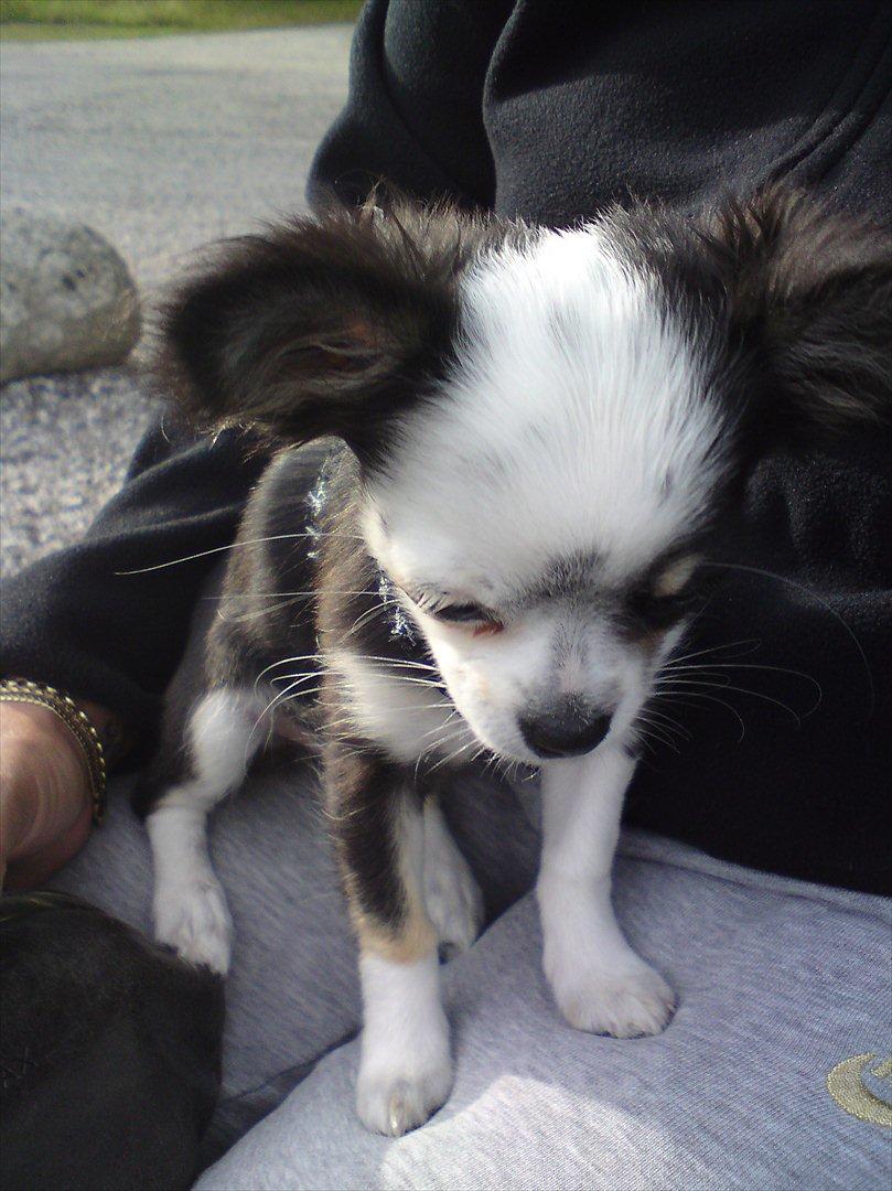 Chihuahua missy billede 7