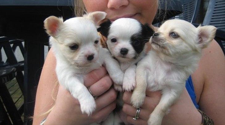 Chihuahua missy - missy, og to af hendes søskende :-) billede 2