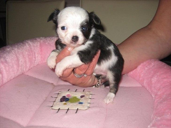 Chihuahua missy - missy, som hvalp :-)
 billede 1