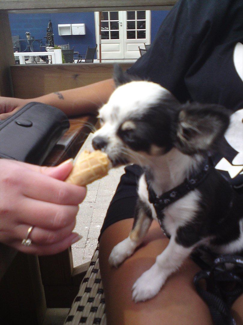 Chihuahua missy - mmh is :-) billede 9