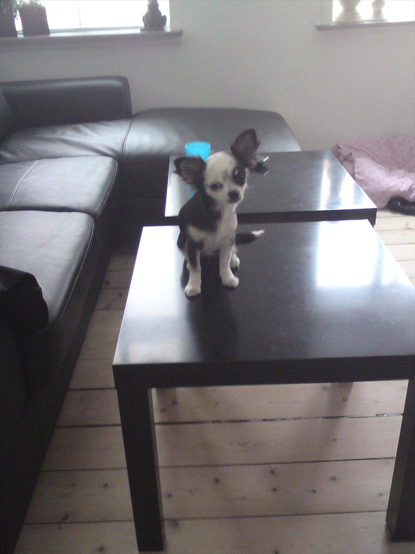 Chihuahua missy - mors lille bandit, som selv var hoppet over på bordet ;-)  billede 10