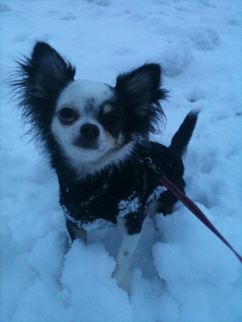 Chihuahua missy billede 15