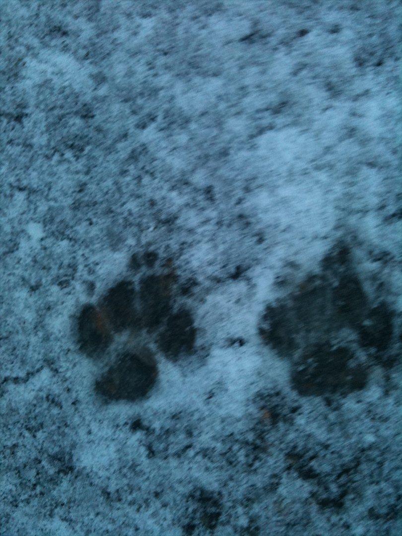 Chihuahua missy billede 17